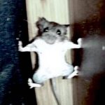 Cxdy Go To 2023 Drum & Loop Collection